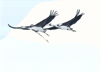 Cranes in Flight